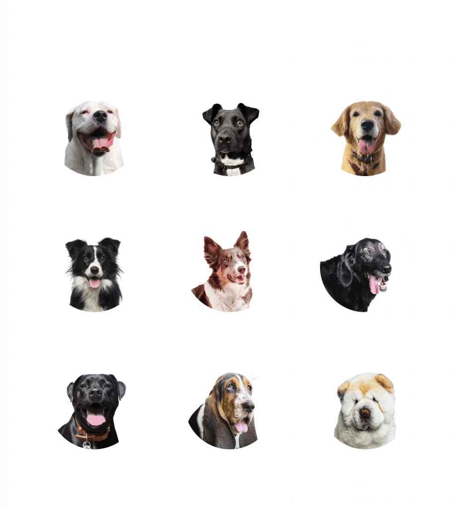 Breeds We Test DNA My Dog
